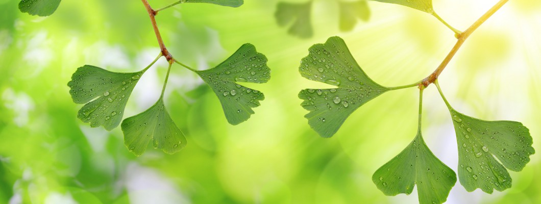 Ginkgo biloba – beneficii asupra sănătății Ginkgo biloba – beneficii asupra sănătății