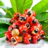 Guarana - No Smoke ingredient