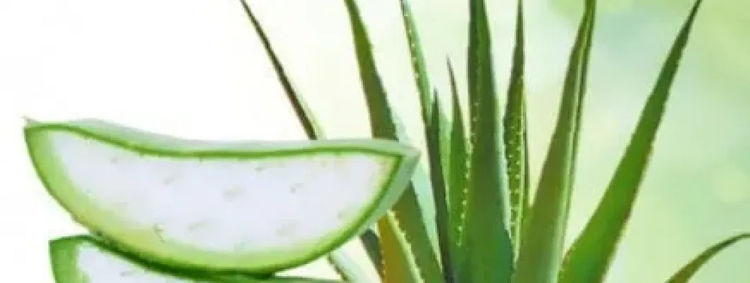 De ce este Aloe Vera o plantă benefică pielii tale
