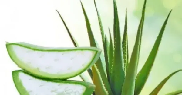 De ce este Aloe Vera o plant benefic pielii tale